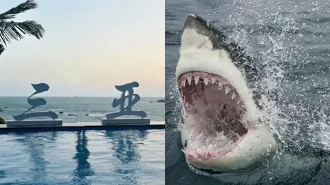 三亚鲨鱼吃人