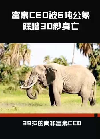 大象