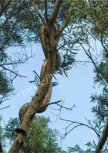 消防员捕蛇