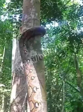 消防员捕蛇