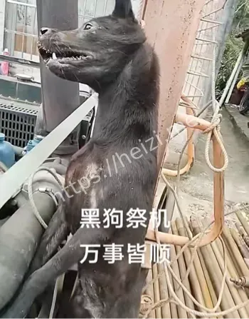 动物保护