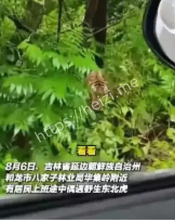 东北虎
