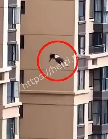 台球助教