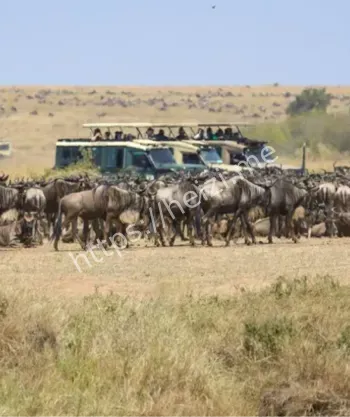 非洲动物大迁徙