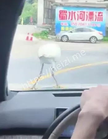 江西车主