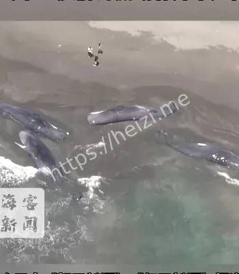 鲸鱼搁浅