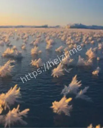 海洋生态系统