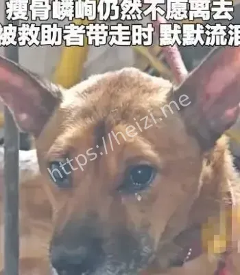 忠犬守候