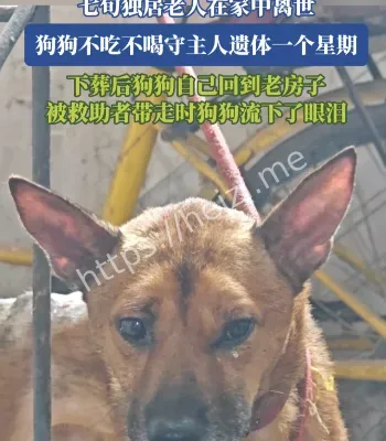 忠犬守候