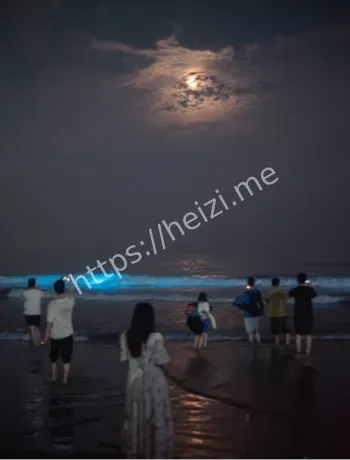 蓝眼泪奇观
