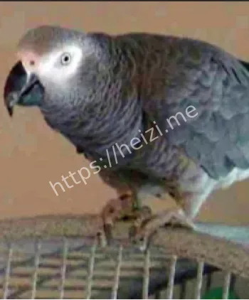 密歇根鹦鹉谋杀案证人