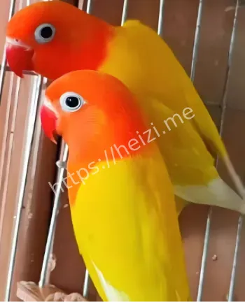 密歇根鹦鹉谋杀案证人