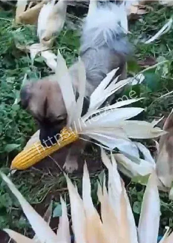 黑龙江狗狗掰玉米三年