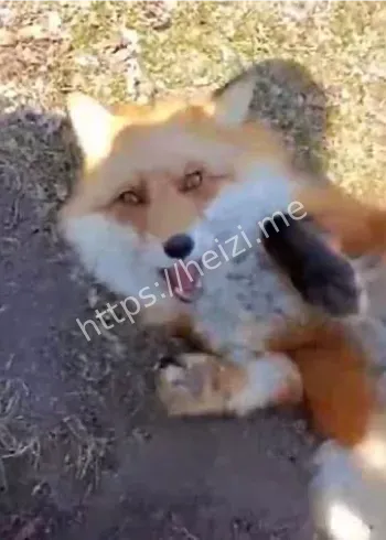 新疆艾里克湖小狐狸