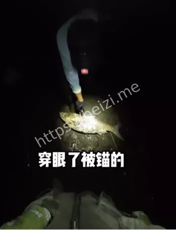 死鱼正口
