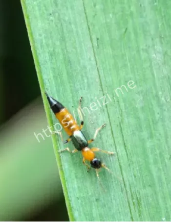 河南隐翅虫事件