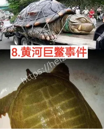 故宫宫女鬼影真相