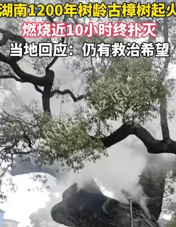 1200年古树燃烧
