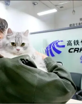 高铁爱宠行服务