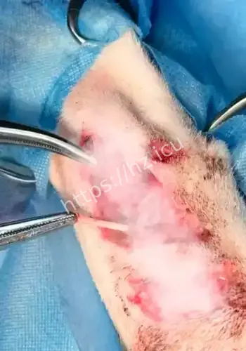 邻居狗满身伤口立案